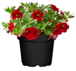 Zauberglöckchen bei OBI im Prospekt "" für 1,99 €