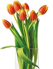 Tulpen im aktuellen Netto mit dem Scottie Prospekt