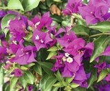 BOUGAINVILLÉE PYRAMIDE à Truffaut dans Belcodène BOUGAINVILLÉE PYRAMIDE à Truffaut dans Belcodène