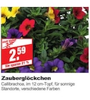 Zauberglöckchen bei bauSpezi im Prospekt "" für 2,59 €