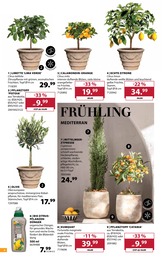 Zypresse Angebot im aktuellen Dehner Garten-Center Prospekt auf Seite 4