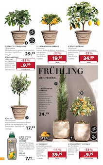 Oliven im Dehner Garten-Center Prospekt "Aktuelle Angebote" mit 16 Seiten (Mainz)