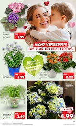 Hortensie Angebot & Preis im aktuellen Kaufland Prospekt Hortensie Angebot im aktuellen Kaufland Prospekt auf Seite 25