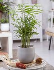 Chamaedorea elegans (Bergpalme) Angebote bei Garten-Center Nordharz GmbH & Co. KG Salzgitter für 3,99 €