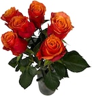 Premium-Rosen im Penny Prospekt Premium-Rosen von Fairtrade im aktuellen Penny Prospekt für 4,99 €
