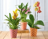 Phalaenopsis - Super U à Nîmes Phalaenopsis en promo chez Super U Nîmes à 6,99 €