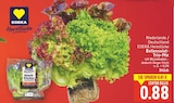 Ballensalat-Trio-Mix von EDEKA Herzstücke für 0,88 € bei E center im Angebot Ballensalat-Trio-Mix von EDEKA Herzstücke im aktuellen E center Prospekt