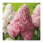 Hortensia Paniculata Vanille Fraise - pot 5 L - BOTANIC® en promo chez Botanic Courbevoie à 19,99 €