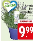 Lavendelbusch im EDEKA Prospekt Lavendelbusch im aktuellen EDEKA Prospekt für 9,99 €
