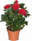 Rosen für 2,29 € bei Netto Marken-Discount im Angebot Rosen im aktuellen Netto Marken-Discount Prospekt