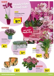 Aktueller Hagebaumarkt Prospekt mit Palme, "Schenk mit uns von Herzen", Seite 2