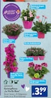 Gartenpflanze "La Vie En Rose" von GARDENLINE für 3,99 € bei ALDI SÜD im Angebot Gartenpflanze "La Vie En Rose" von GARDENLINE im aktuellen ALDI SÜD Prospekt