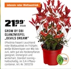 Glanzmispel 'Devils Dream' bei OBI im Prospekt "" für 21,99 €