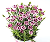 Dianthus ‚Pink Kisses' im aktuellen Hellweg Prospekt