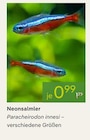 Pflanzen Kölle - Neonsalmler Angebot im Prospekt Neonsalmler bei Pflanzen Kölle im Prospekt für 0,99 €