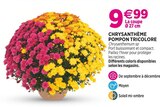 Delbard Aubevoye - Promo Chrysanthème Pompon Tricolore Promo Chrysanthème Pompon Tricolore à 9,99 € dans le catalogue Delbard à Aubevoye