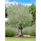 Olivier centenaire dans le catalogue Carrefour