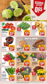 Pflanzen im aktuellen REWE Prospekt (Siegen (Universitätsstadt)) Pflanzen im REWE Prospekt "Dein Markt" mit 30 Seiten (Siegen (Universitätsstadt))