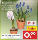 Aktuelles Blumenzwiebeln Angebot bei Netto Marken-Discount in Pforzheim ab 0,99 €