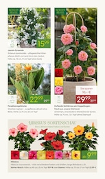 Pflanzen Kölle Sträucher im Prospekt 