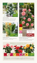Kübelpflanzen Angebote im Prospekt "BLÜHENDE DUFTOASE" von Pflanzen Kölle auf Seite 5
