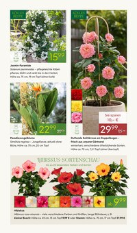 Hibiskus im Pflanzen Kölle Prospekt "BLÜHENDE DUFTOASE" mit 14 Seiten (Nürnberg)