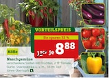 Pflanzen Kölle Dallgow-Döberitz - Naschgemüse Angebot im Prospekt Naschgemüse bei Pflanzen Kölle im Dallgow-Döberitz Prospekt für 8,88 €