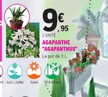 Agapanthe 'Agapanthus' à 9,95 € dans le catalogue E.Leclerc