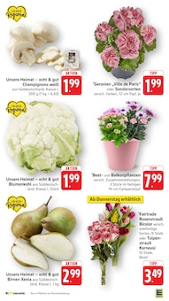 Blumen im EDEKA Prospekt "Aktuelle Angebote" mit 52 Seiten (Mannheim)