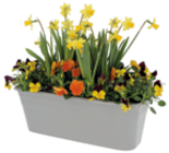 Jardinière de Violas et Narcisses - LaMaison.fr à Le Havre Jardinière de Violas et Narcisses en promo chez LaMaison.fr Le Havre à 15,95 €