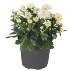 Chrysanthemen Angebot in Bensheim Chrysanthemen im aktuellen Prospekt bei Lidl in Bensheim