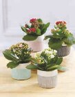 Kalanchoe en promo chez U Express Aix-en-Provence à 2,99 €