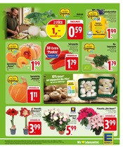 Paprika im EDEKA Prospekt in Kempten Aktueller EDEKA Prospekt mit Paprika, "Wir lieben Lebensmittel.", Seite 5