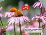 Sonnenhut in farbigem Topf Angebote bei Raiffeisen Rhein-Ahr-Eifel Handelsgesellschaft mbH Bornheim für 7,99 €