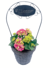 Hortensie im Korb Angebote bei toom Baumarkt Homburg für 17,99 €