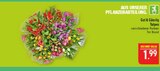 Tulpen Angebote von Gut & Günstig bei Marktkauf Erlangen für 1,99 €