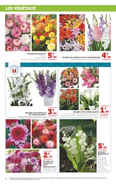 Offre Bulbes à fleurs dans le catalogue Super U du moment à la page 6