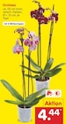 Orchidee im Angebot bei Netto Marken-Discount in Duisburg Orchidee Angebote bei Netto Marken-Discount Duisburg für 4,44 €