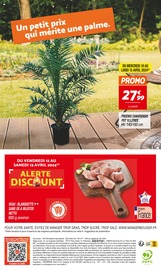 Plante Verte Angebote im Prospekt "SEMAINE 2 L'ANNIV NETTO" von Netto auf Seite 16