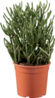 Cactus ou succulente - Lidl à La Rochelle Cactus ou succulente en promo chez Lidl La Rochelle à 9,99 €