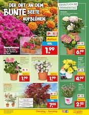 Balkonpflanzen im Netto Marken-Discount Prospekt in Herne Aktueller Netto Marken-Discount Prospekt mit Balkonpflanzen, "Aktuelle Angebote", Seite 9