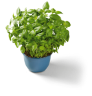 XXL-Basilikum im Topf im aktuellen Lidl Prospekt