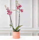 Orchidée 2 Tiges en promo chez Super U Dunkerque à 11,99 €
