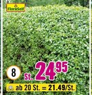 Ovalblättriger Liguster Angebote von FloraSelf bei Hornbach Karlsruhe für 21,49 €