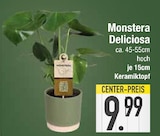E center Gaimersheim - Monstera Deliciosa Angebot im Prospekt Monstera Deliciosa bei E center im Gaimersheim Prospekt für 9,99 €