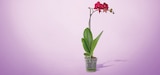 Phalaenopsis 1 tige en promo à 7,79 € chez Netto Phalaenopsis 1 tige dans le catalogue Netto