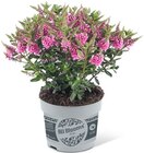 Hebe All Blooms im Angebot bei Penny in Nürtingen Hebe All Blooms Angebote bei Penny Nürtingen für 2,99 €