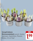 Vorgetriebene Blumenzwiebeln bei EDEKA im Oftersheim Prospekt für 1,99 €