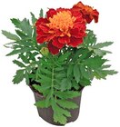 REWE Katzenelnbogen - Studentenblume Angebot im Prospekt Studentenblume bei REWE im Katzenelnbogen Prospekt für 1,11 €