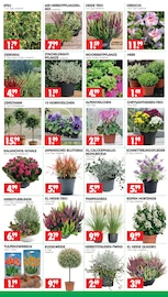 Sommerflieder im Wreesmann Prospekt in Cottbus Aktueller Wreesmann Prospekt mit Sommerflieder, "DEIN SAISON- & SONDERPOSTENMARKT!", Seite 3